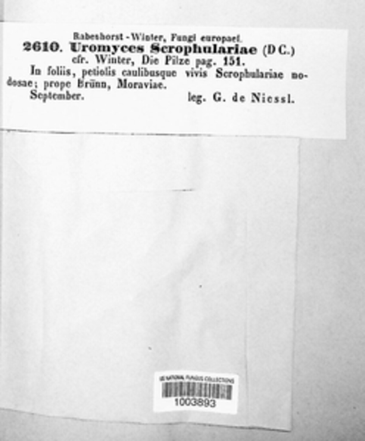 Uromyces scrophulariae image